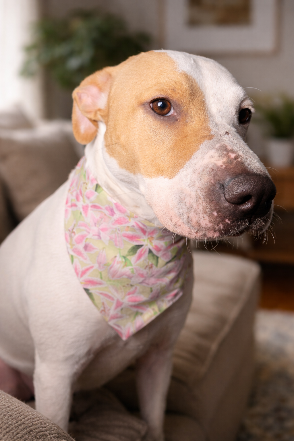 Derby Lilies – Reversible Snap-On Dog Bandana