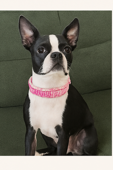 Cobra Weave Paracord Dog Collar - 13 Inch Limited Edition