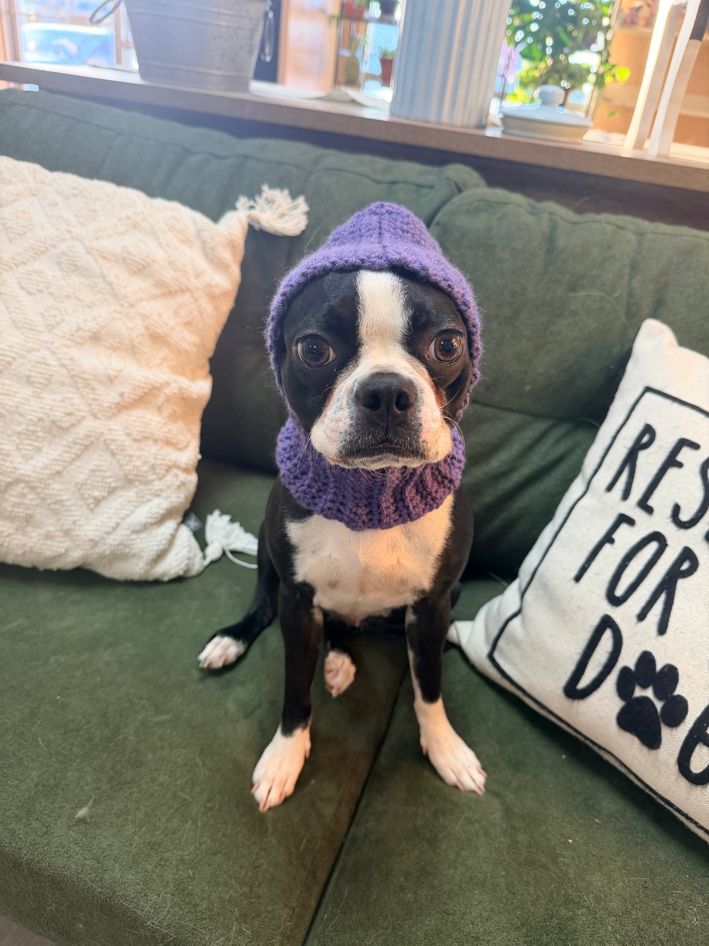 Cozy Crochet Dog Snood – Winter Ear, Neck & Head Warmer